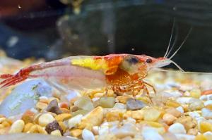 Cherry shrimp Thumbnail