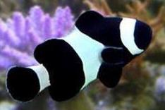 Black and white clown fish Thumbnail