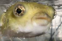 Porcupine puffer Thumbnail