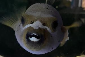 Arothron Dog Face Puffer Thumbnail