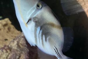 Picasso Triggerfish Thumbnail