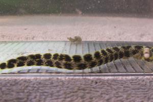 Snowflake Moray Eel Thumbnail