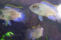 Electric blue Acara Thumbnail