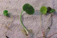 pennywort like plant