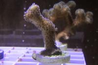 Birdsnest Coral Thumbnail