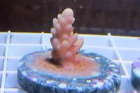 Acropora Thumbnail