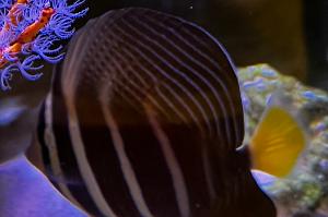 Sailfin tang Thumbnail