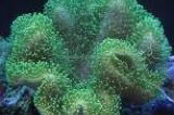 Green leather coral Thumbnail