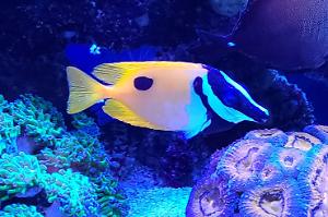 Single Spot Fox face Rabbitfish Thumbnail