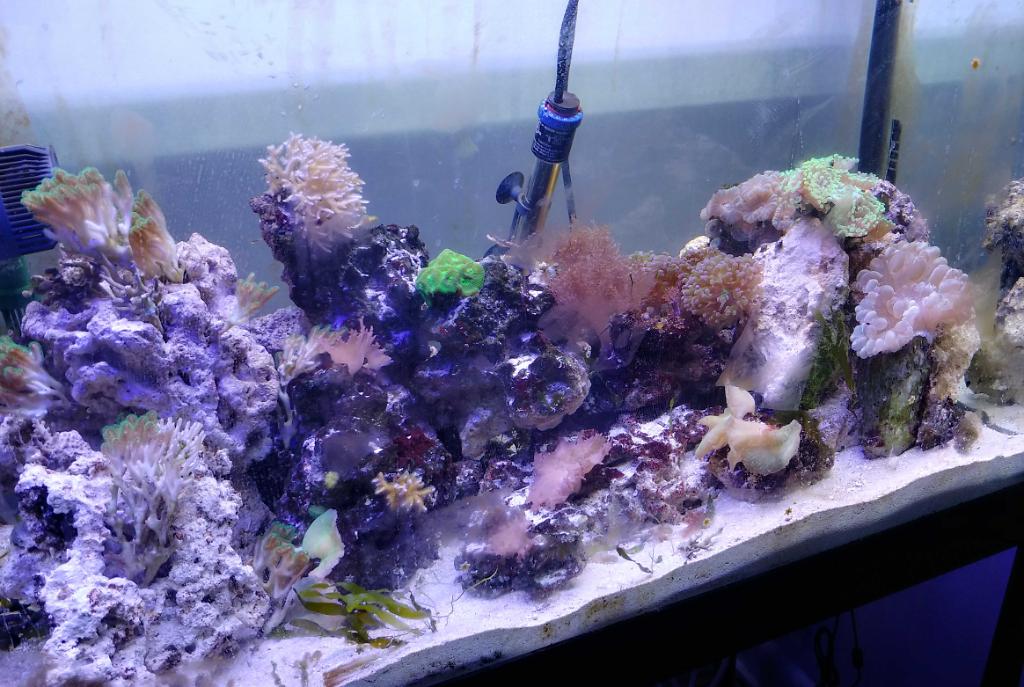 Mixed reef 65 on Jul 11, 2022