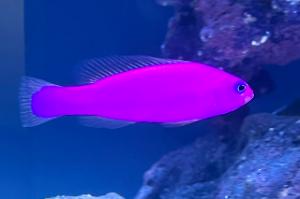 Purple Dottyback Thumbnail