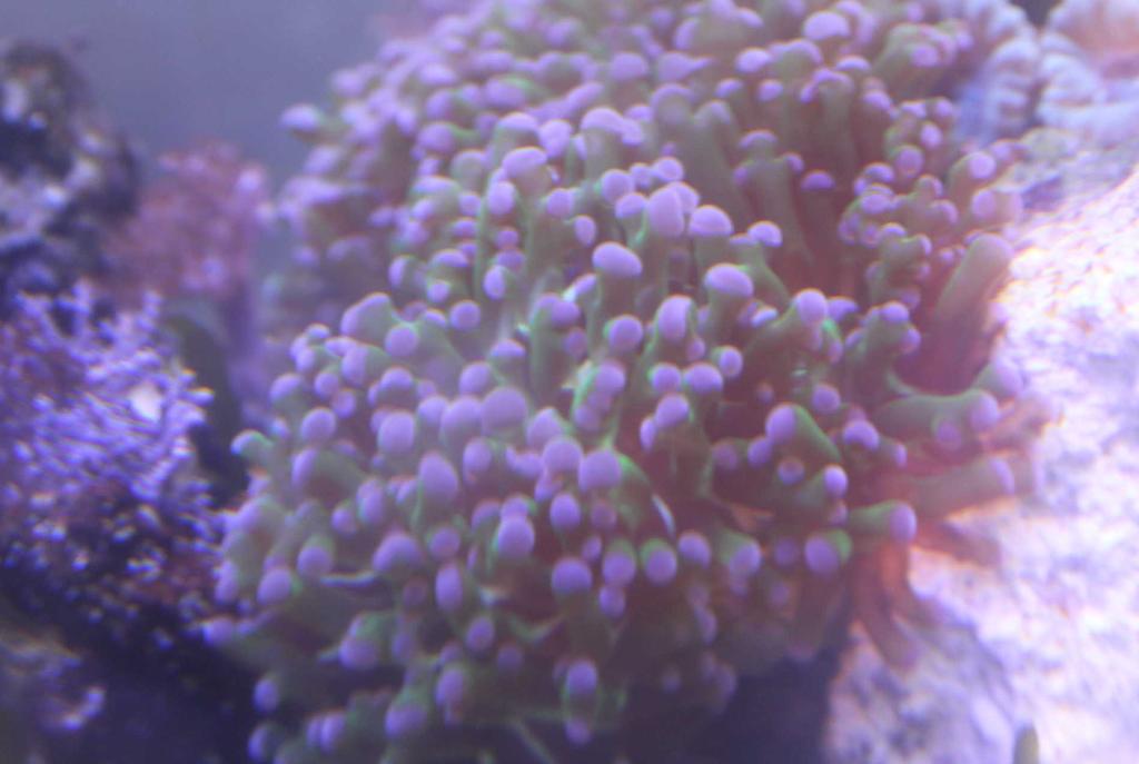 Purple Frogspawn