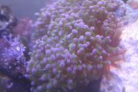 Purple Frogspawn