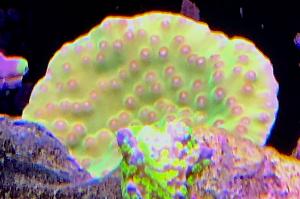 Turbinaria (cup coral) Thumbnail