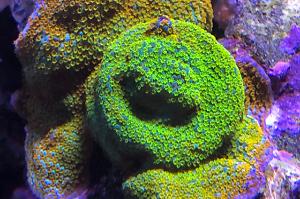 Rainbow Montipora Thumbnail