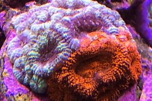 Brain Coral: Lobophyllia Thumbnail