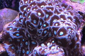 Coral: Open Brain Trachyphyllia Thumbnail