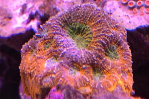 Rainbow Acanthastria Thumbnail