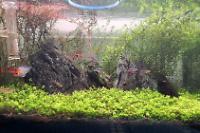 45CM Planted Shrimp Tank on Jul 30, 2022