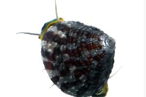 Trochus Snail Thumbnail