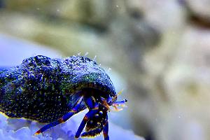 Blue Leg Hermit Crab Thumbnail