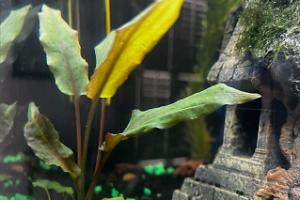 Green Wendtii Thumbnail