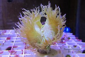 Elegance Coral Thumbnail