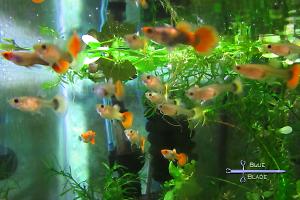 Tuxedo Koi Guppy - sale Thumbnail