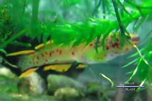 Gardneri Killifish - F1 - 5/12/2022