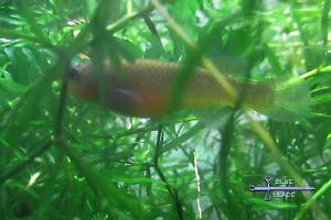 Gardneri Killifish - F1 - 5/25/2022