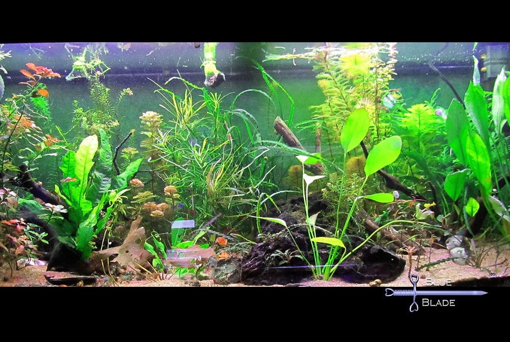 02 - planted tank on August 11, 2022