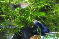 half black blue guppy Thumbnail