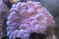 Bubble coral