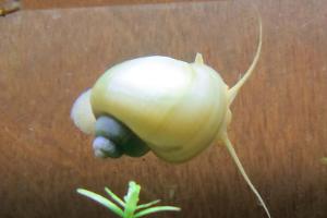 Mystery Snail (Ivory) Juvenile Thumbnail