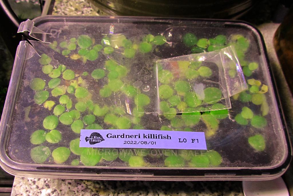 Gardneri Killifish - F1 - 8/14/2022