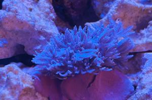 Pulsing Xenia Thumbnail