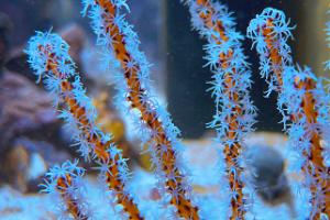 Orange Tree Gorgonian Thumbnail