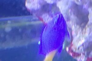 Yellowtail Damselfish Thumbnail