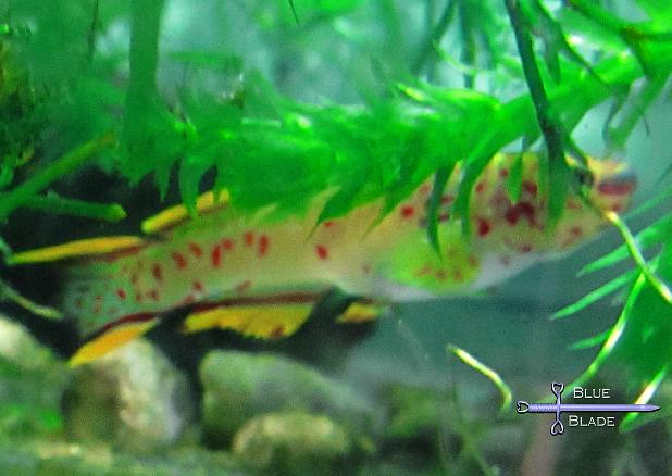 Gardneri Killifish - F1 - 4/09/2022