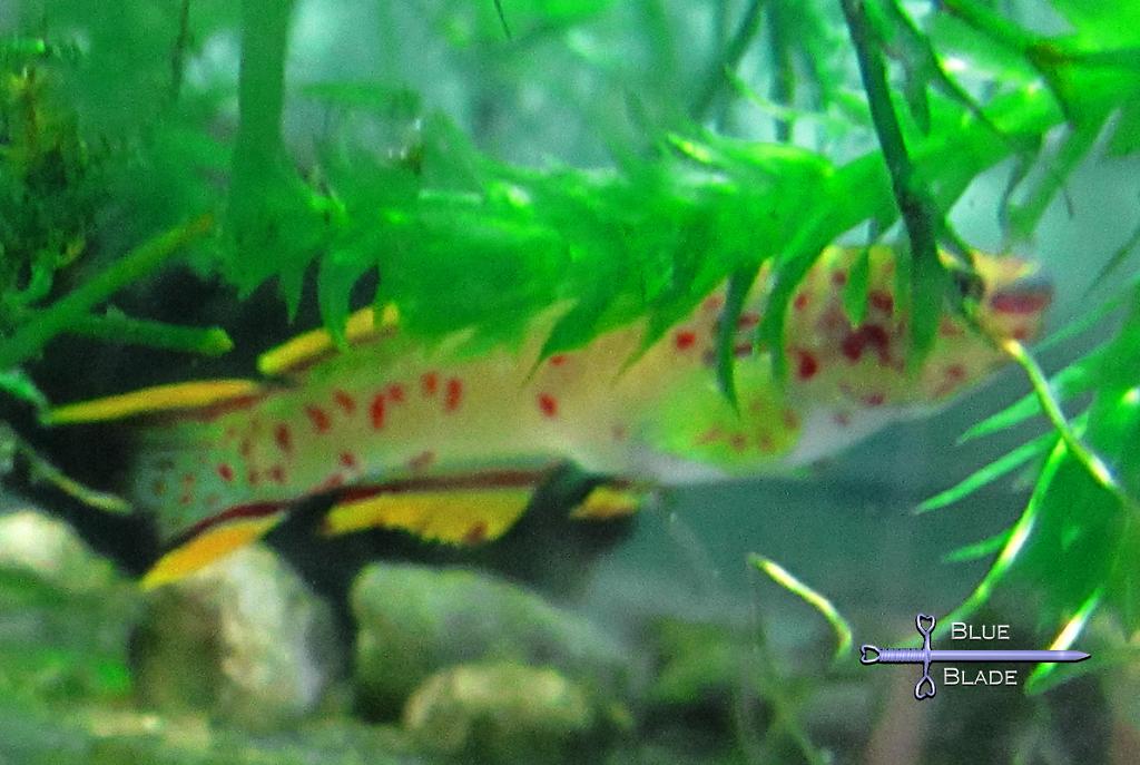 Gardneri Killifish - F1 - 4/09/2022