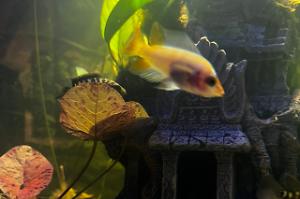 Red Devil Cichlid Thumbnail