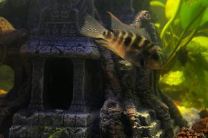 Firemouth Cichlid Thumbnail