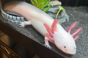 Axolotl Thumbnail