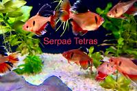 Longfin Serpae Tetra