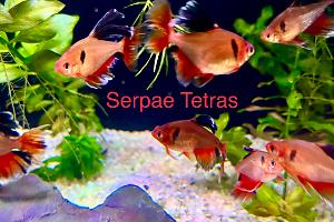 Longfin Serpae Tetra