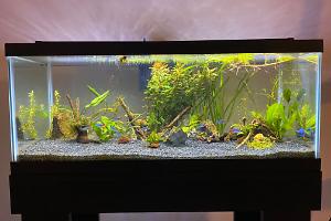 Planted Community Tank Thumbnail