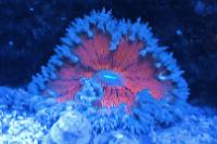 Rock Flower Anemone Thumbnail