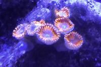 Red PE Zoanthid Thumbnail