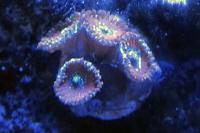 Magicians zoa Thumbnail