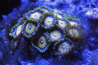 Golden eye zoa Thumbnail